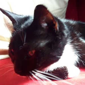 Meet the Posher!